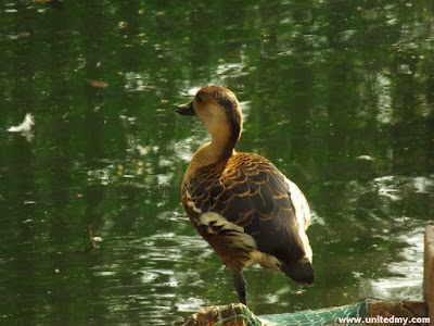 Penang Bird Park 2016