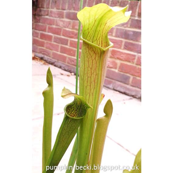 Sarracenia rubra ssp. gulfensis 'Yellow River' from Florida Carnivorous Plant Sarracenia rubra gulfensis Yellow River Florida Pitcher Plant
