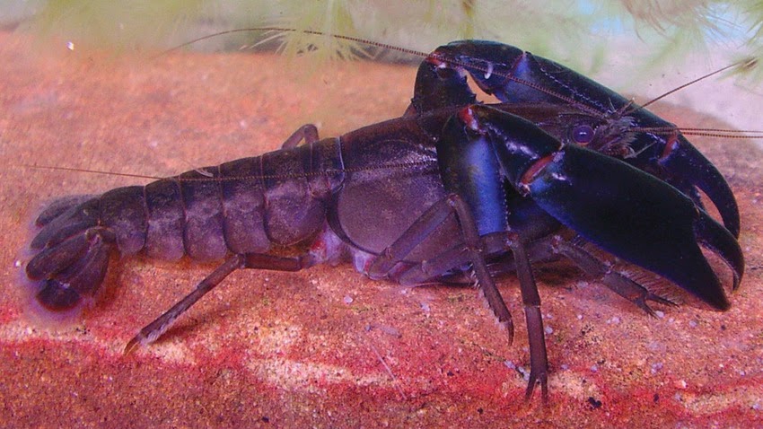 crayfish