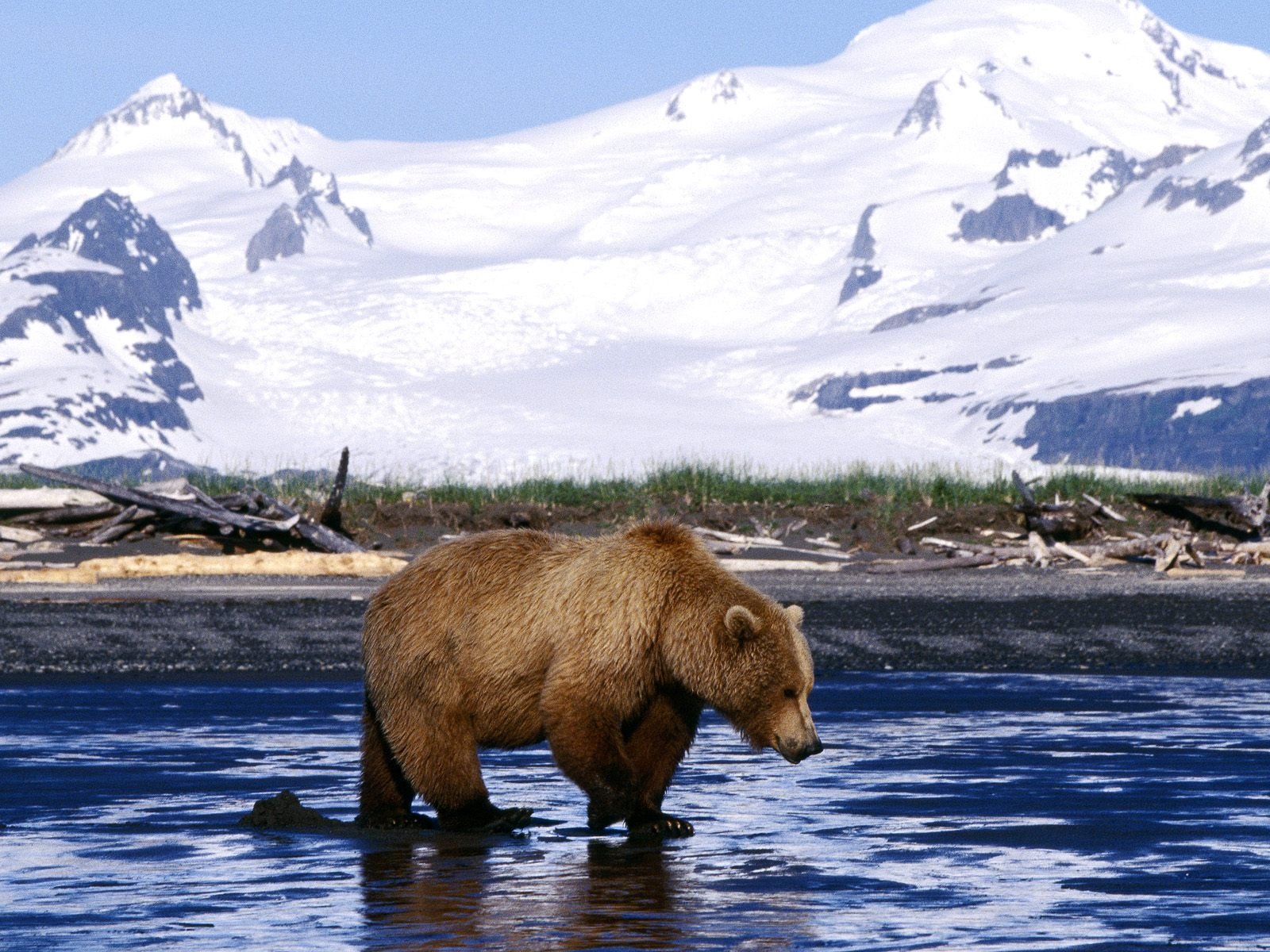 Brown Bear Wallpapers - Pets Cute and Docile