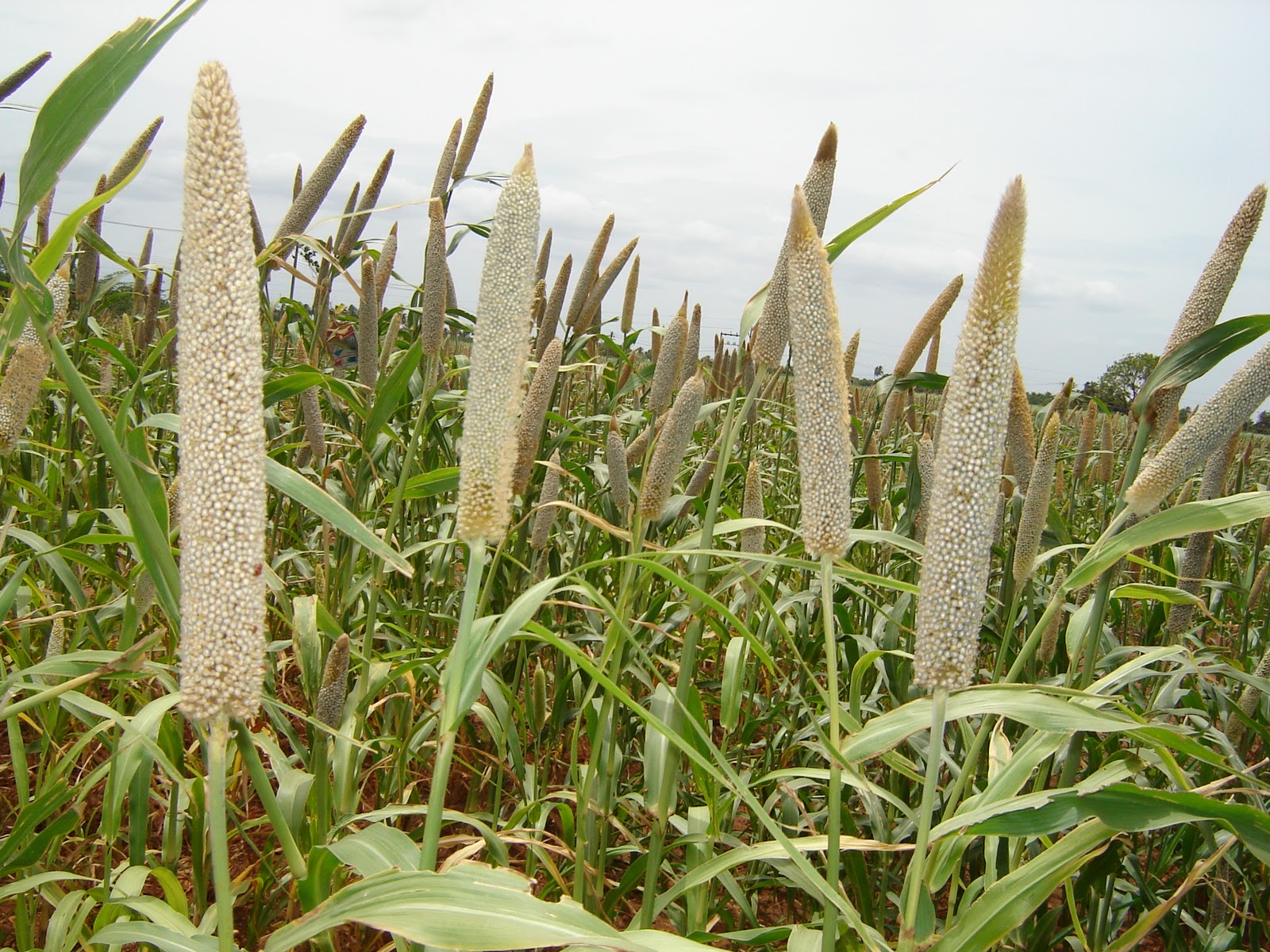 NGO News blog, NewsLine “Millet is farmer friendly cereal crop”Dr.K