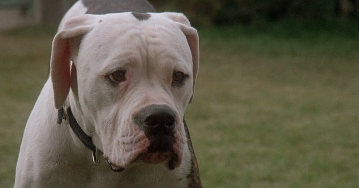 Homeward Bound The Incredible Journey (1993) AoM Movies et al. Homeward Bound The Incredible Journey (1993) AoM Movies et al.