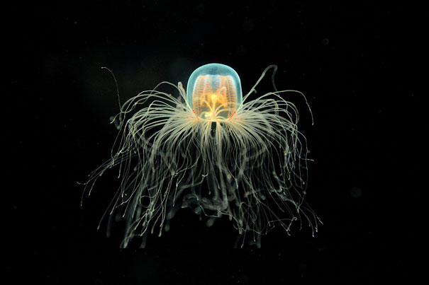 Turritopsis. Le meduse immortali - Immortal Jellyfish | IL ...