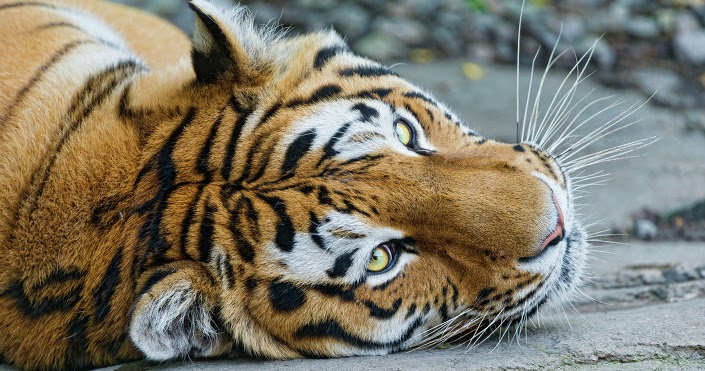 वाइल्ड लाइफ और हम