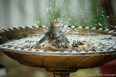 Robins baths in birdbath photo by mbgphoto