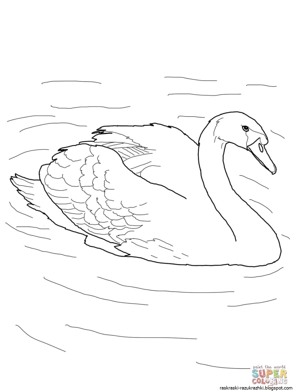 Распечатать картинку лебедь. Лебедь кликун раскраска. Лебедь шипун раскраска. Лебедь раскраска для детей. Лебедь рисунок для детей.