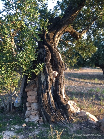 Algarrobo, Ceratonia siliqua