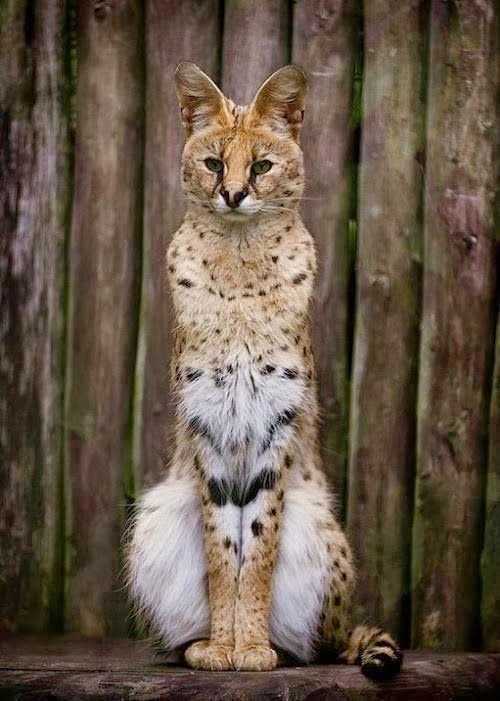 Incredible Things Serval Cat