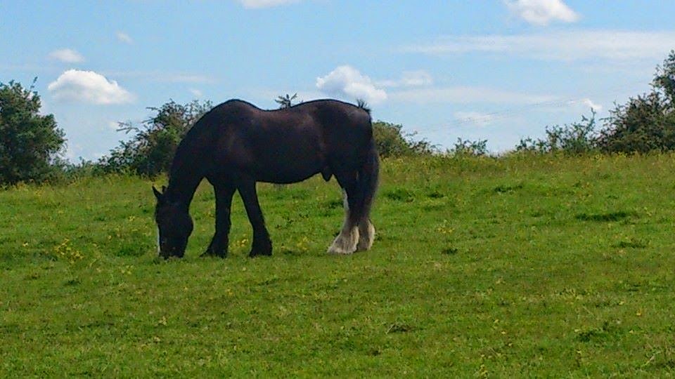 Tantrums To Smiles Sunday Fun at Grimsbury Farm!