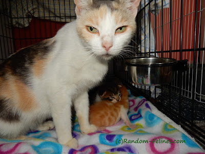 calico cat and kittens