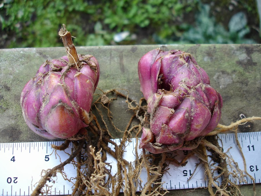 B&D Lilies Garden Blog Photo Instruction for Dividing a Lily bulb.