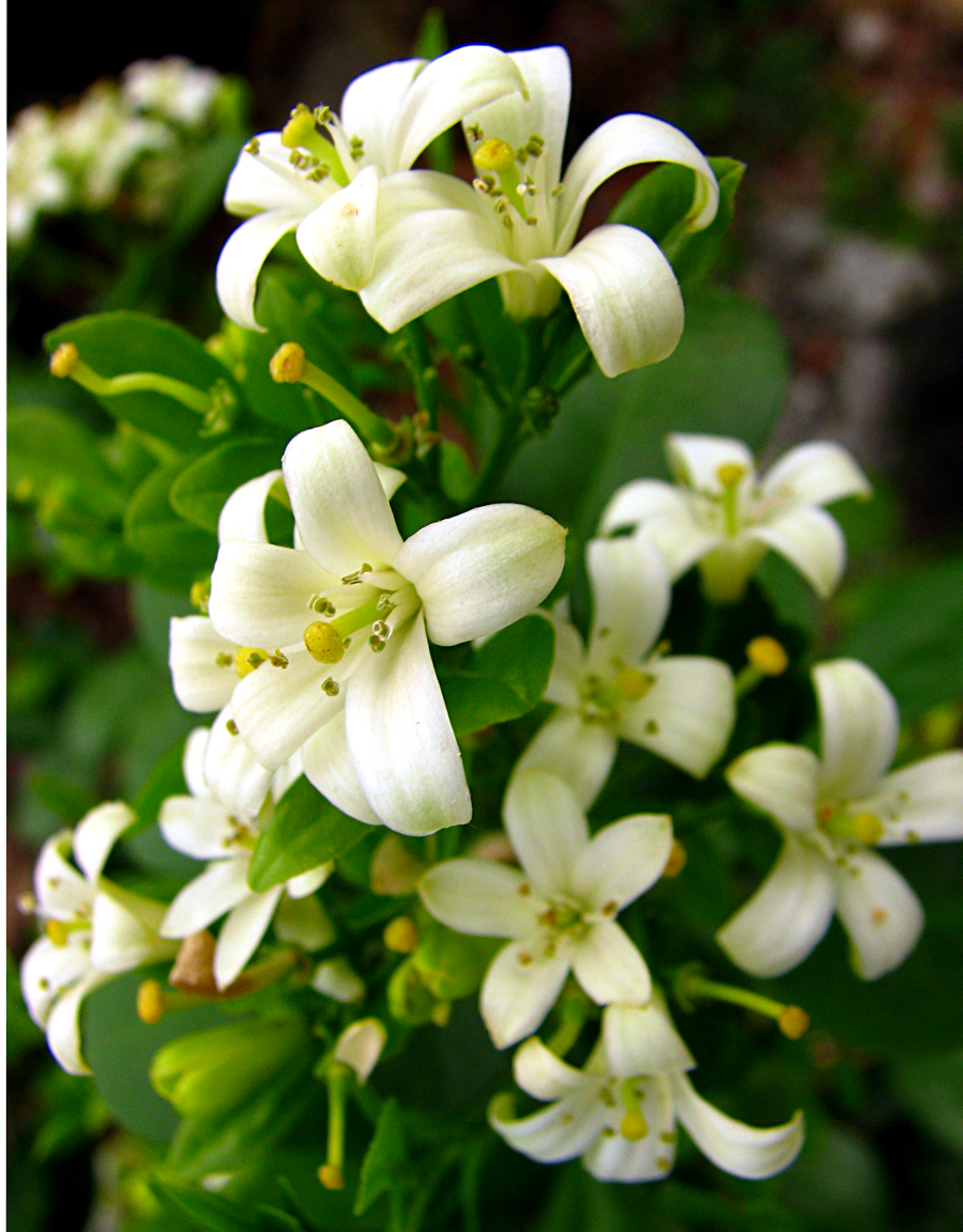 Jasmine Flowers in Puriscal