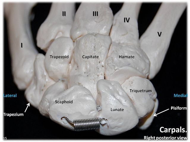 Kreated by Krause: How Do You Memorize the Carpal Bones?