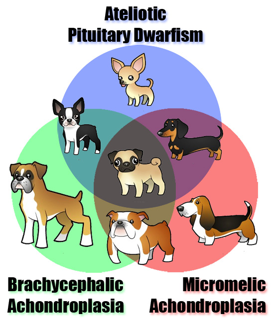 My Dog The Reuleaux Triangle of Disorders