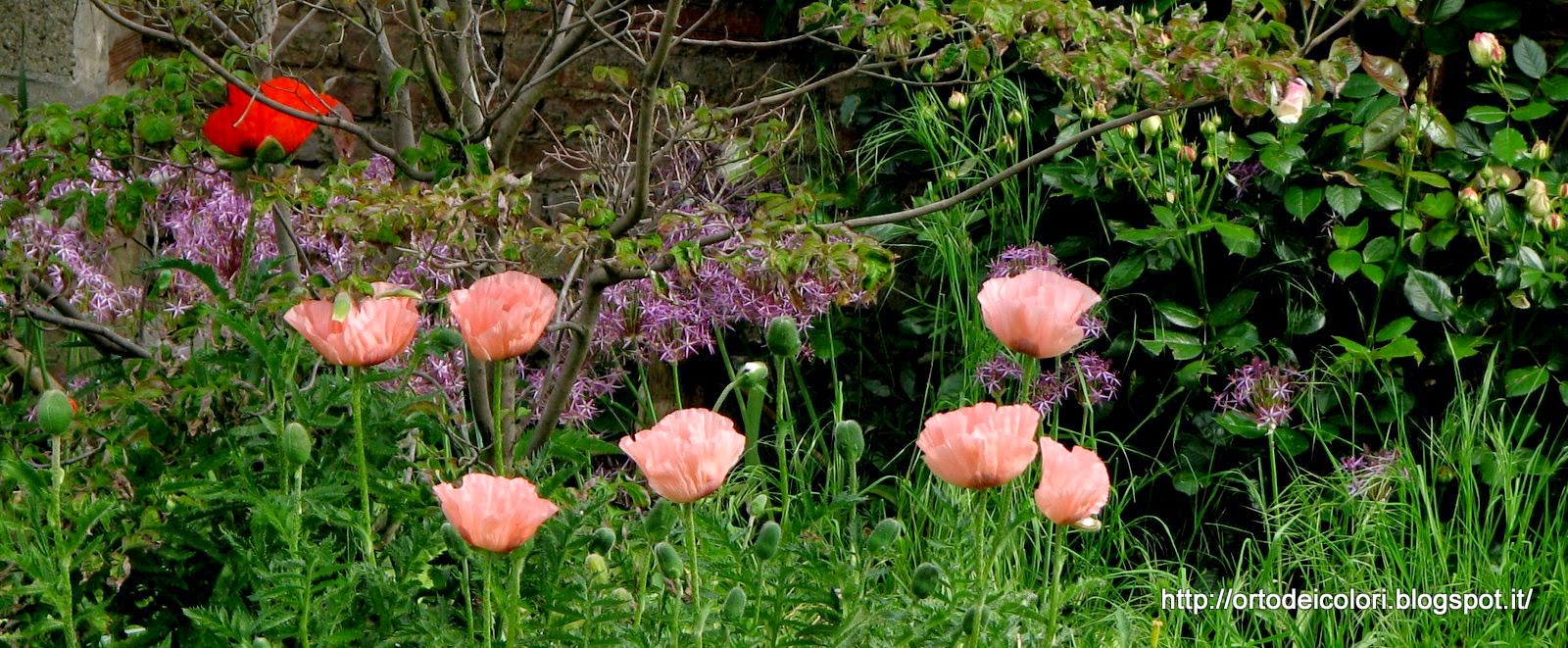 L'orto dei colori Papaveri