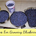 #Fruit_Gardening : Tips For Growing Blueberries