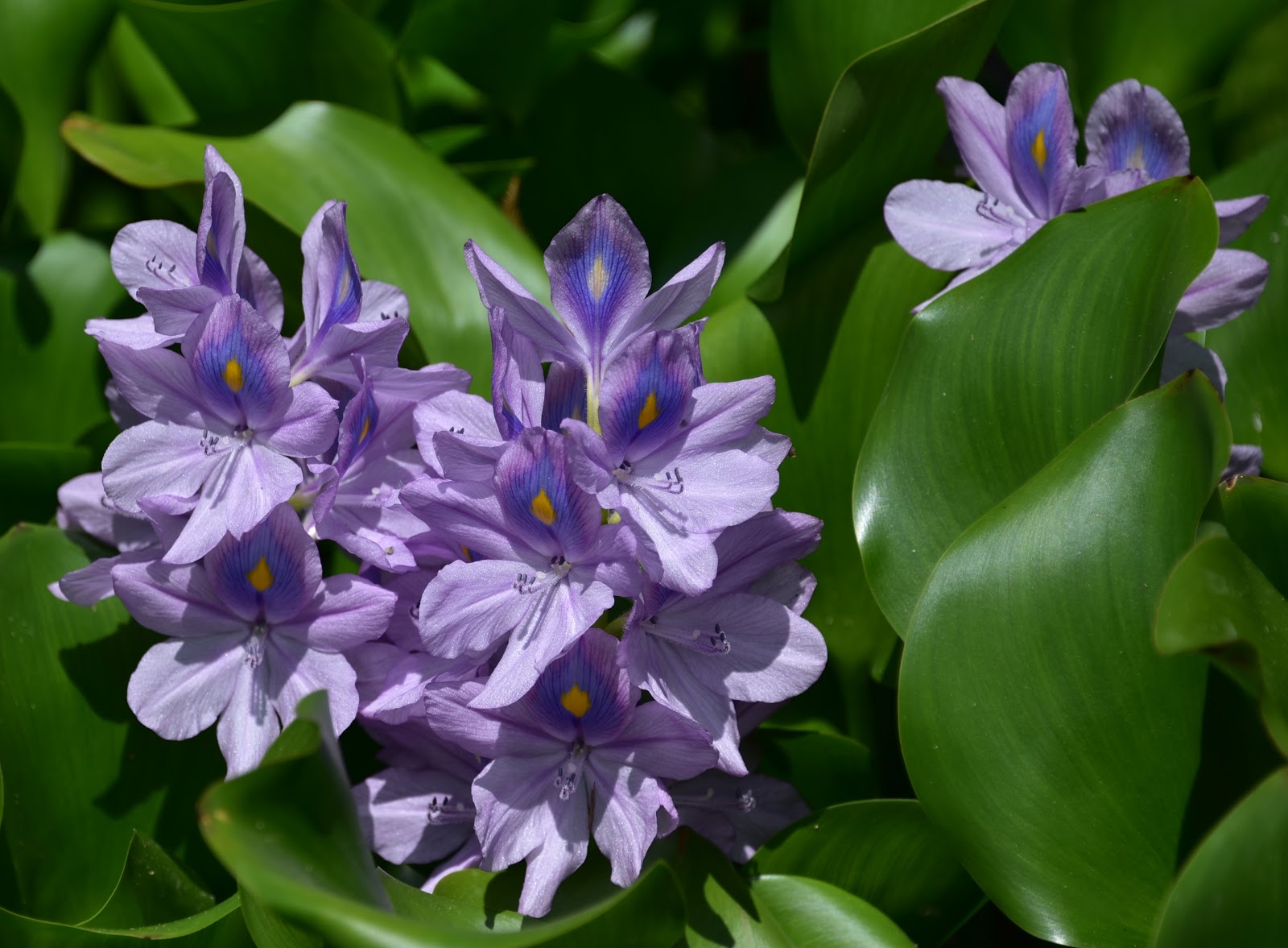 和の花だより 布袋葵 ホテイアオイ