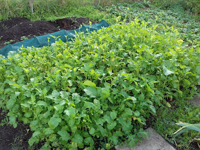 Autumn Allotment Jobs - Sowing Green Manure