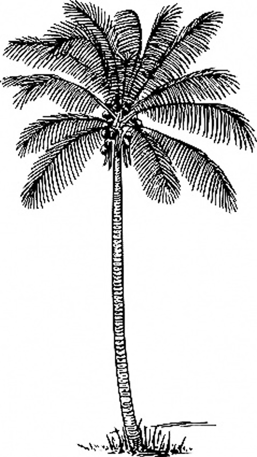 clipart palm tree borders - photo #43