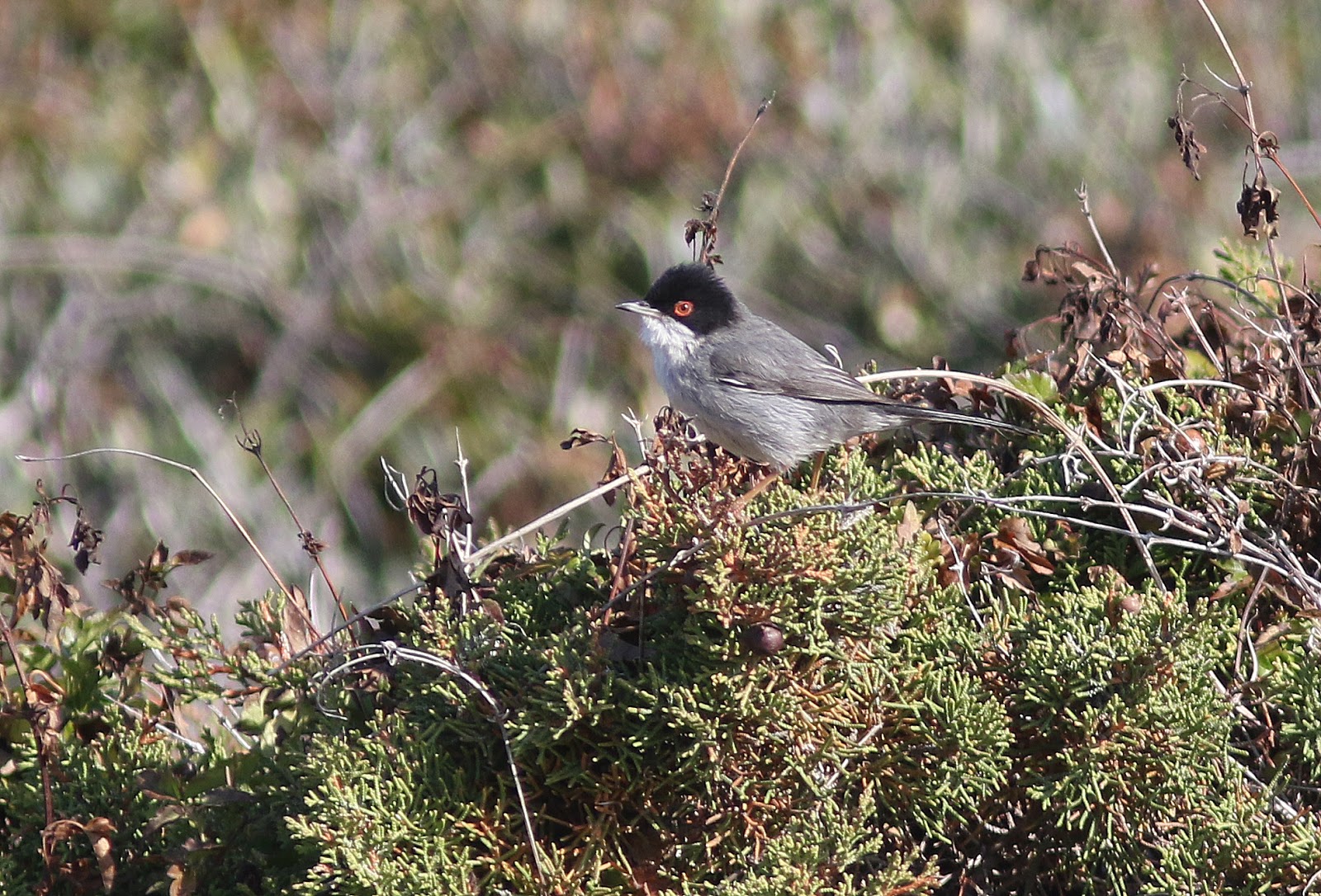 Non-Stop Birding: Mallorca Day 2
