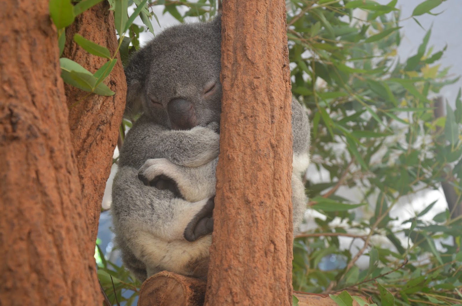 The Kate Coast Cuddling Koalas in Australia