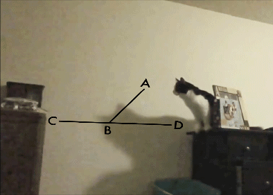 cat.gif