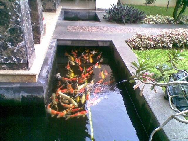 kolam ikan koi|jasa buat kolam ikan|jasa buat kolam| hias|kolam air
