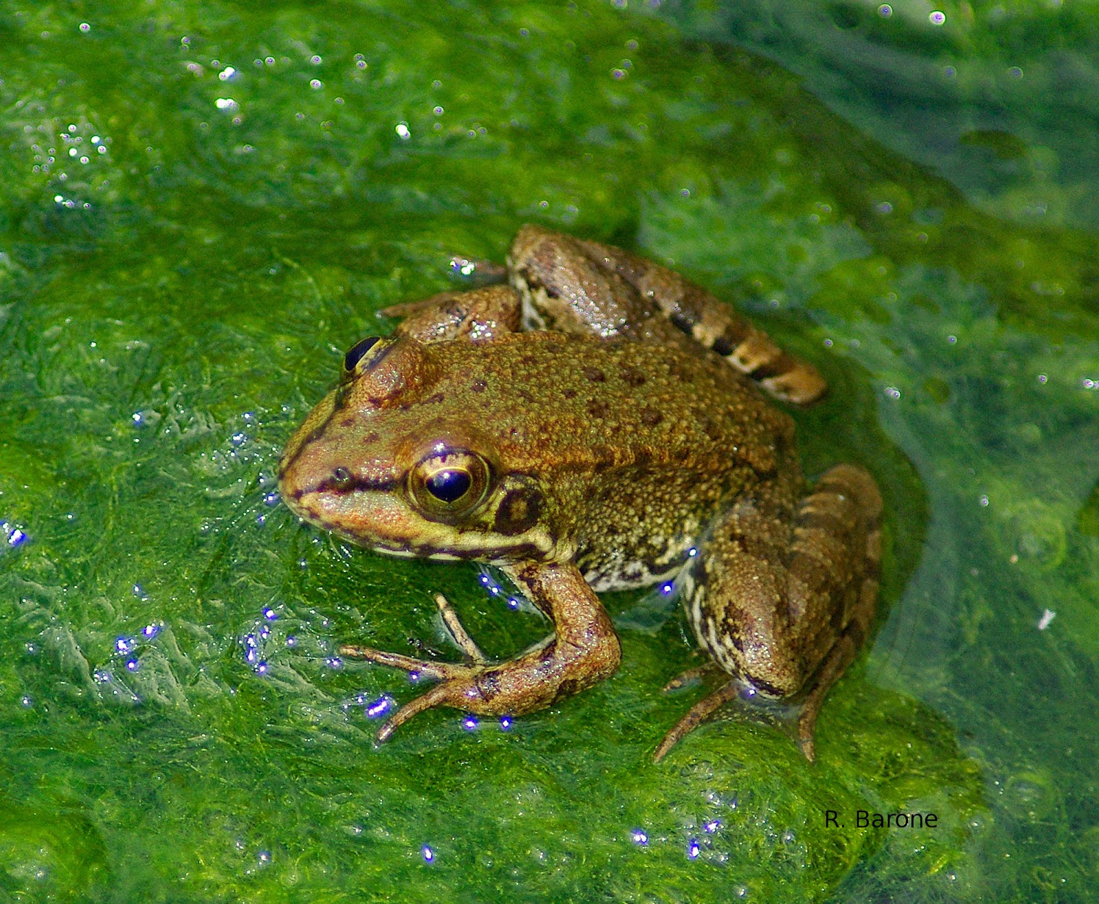 El Perenquén: La rana común