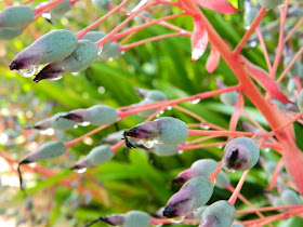 Brazilian Garden Naples Botanical Garden closeup bromeliad seeds covered morning dew by garden muses-a Toronto gardening blog