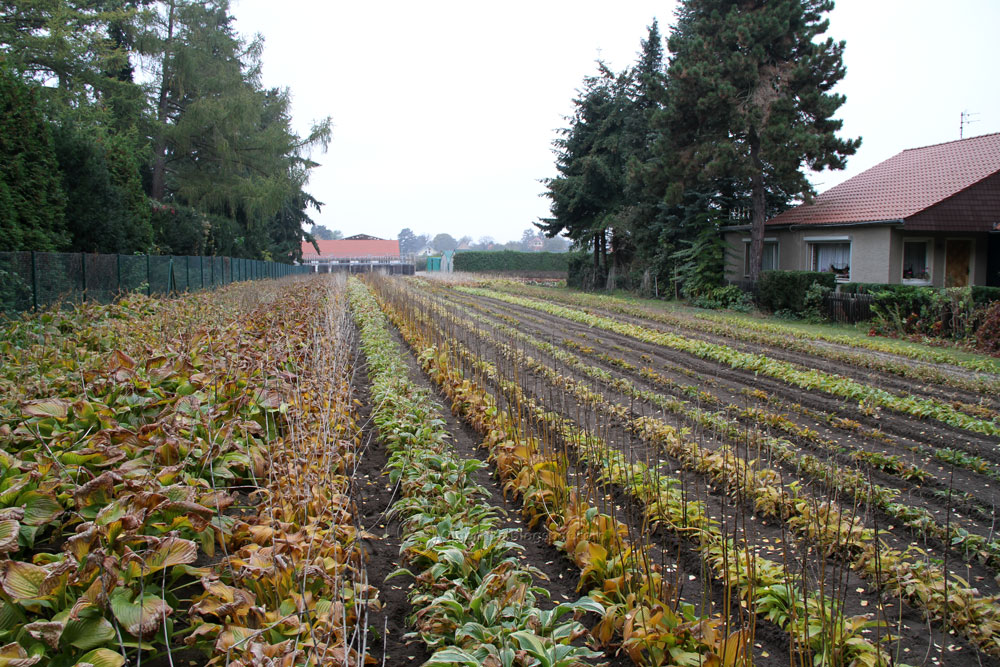 Olga's Garden Blog Karl Foerster garden and nursery in Potsdam