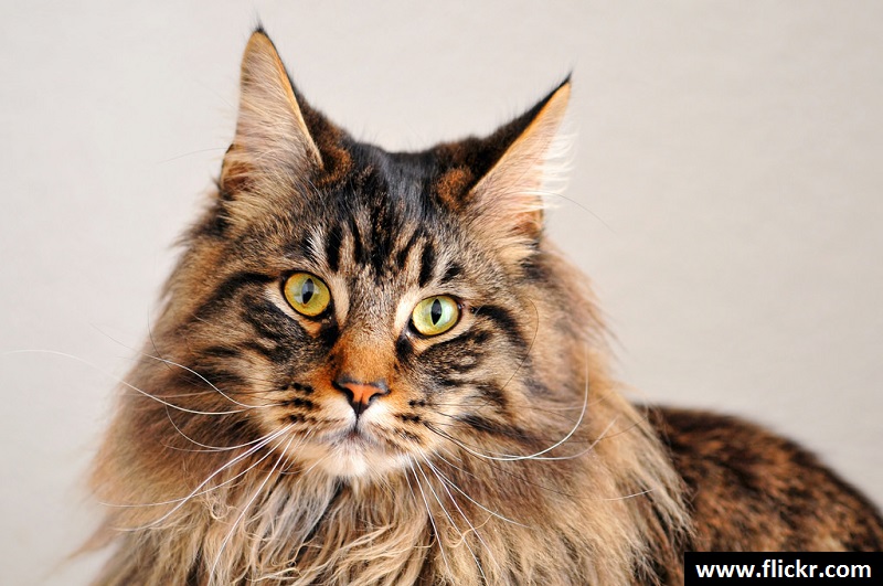 Jenis-jenis Kucing Ras