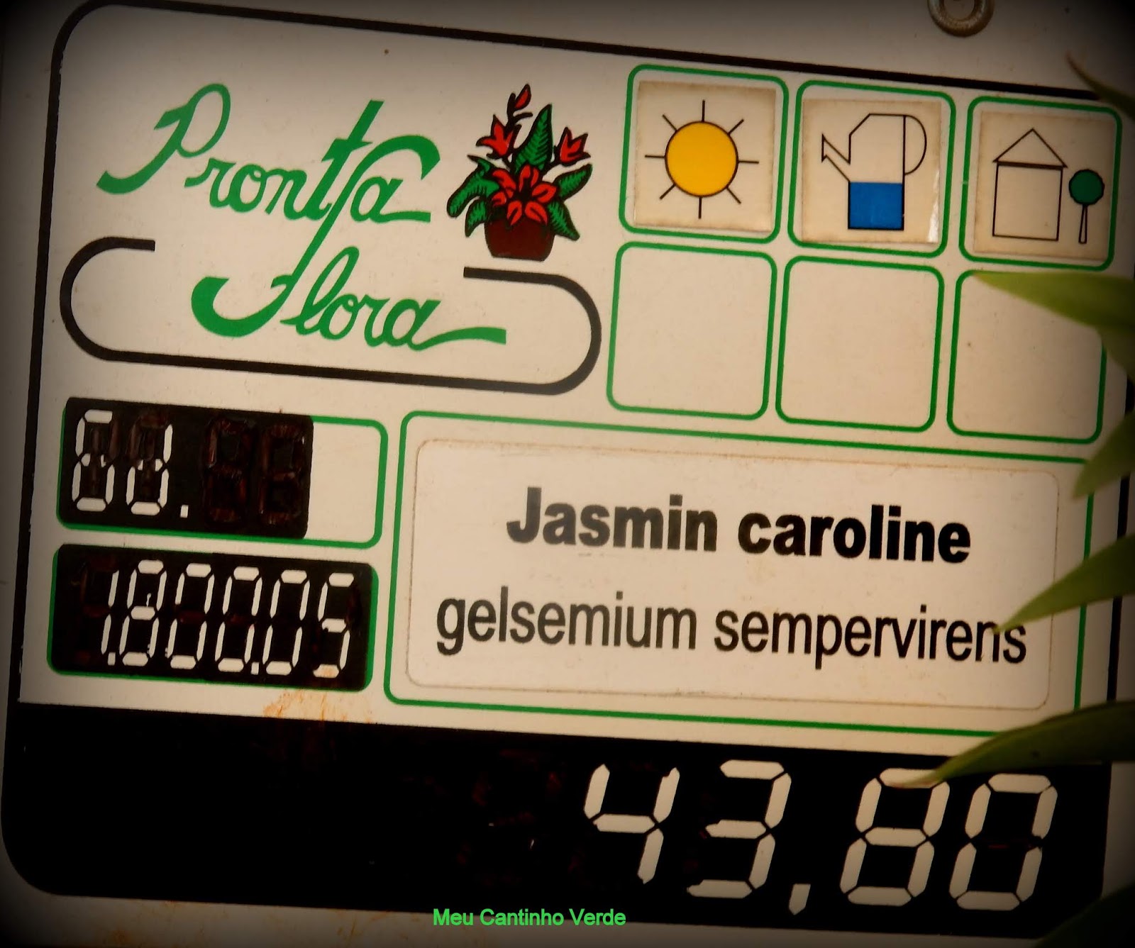 Meu Cantinho Verde: JASMIM-CAROLINA - ( Gelsemium sempervirens )