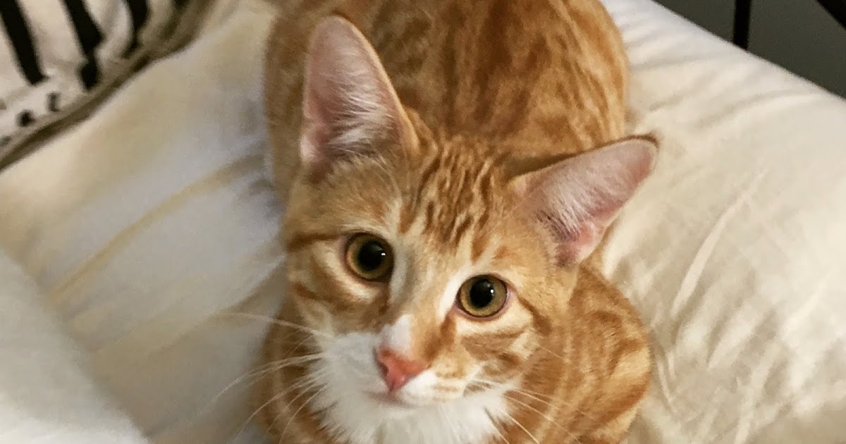 Why Do Cats Chase Lasers