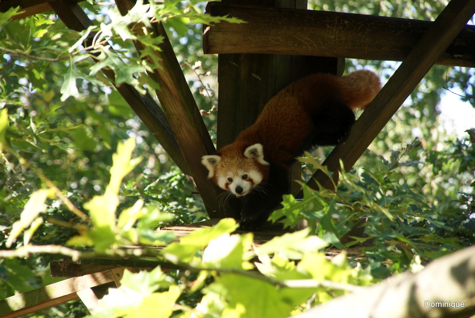 Détours de France. : Panda Roux