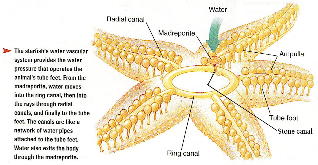 basic-concept-of-invertebrate-zoology-knowledge-water-vascular-system
