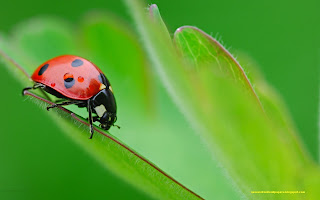 Nice Collection Of 2013 Insects Wallpapers Hd Free For Android And Desktop