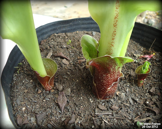 Meu Cantinho Verde: ESTRELA-DE-NATAL , FLOR-DE-NATAL ( Scadoxus multiflorus  )