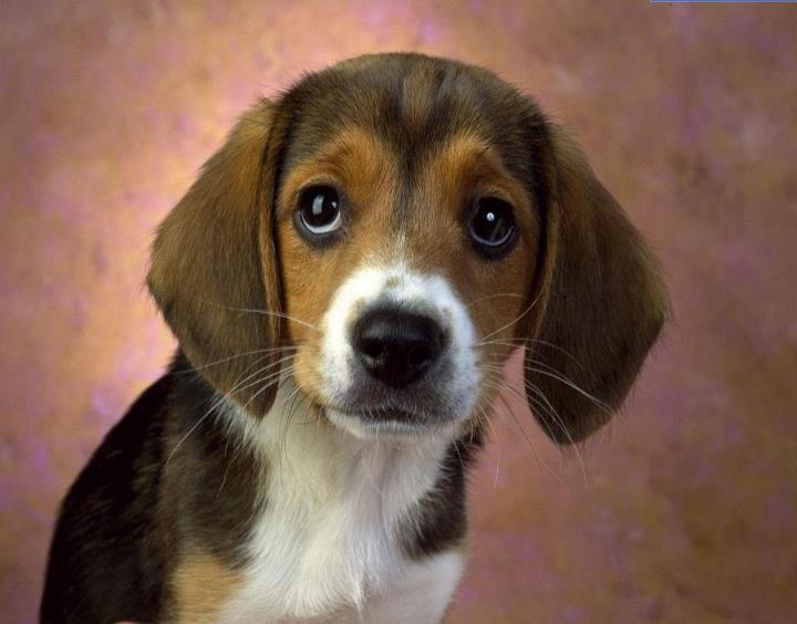 Se si guarda negli occhi un animale, tutti i sistemi filosofici del