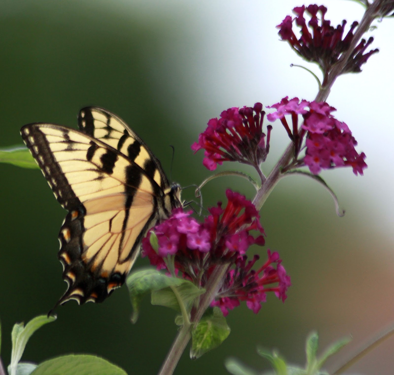 Never Ever Again Will I Plant A Buddleia