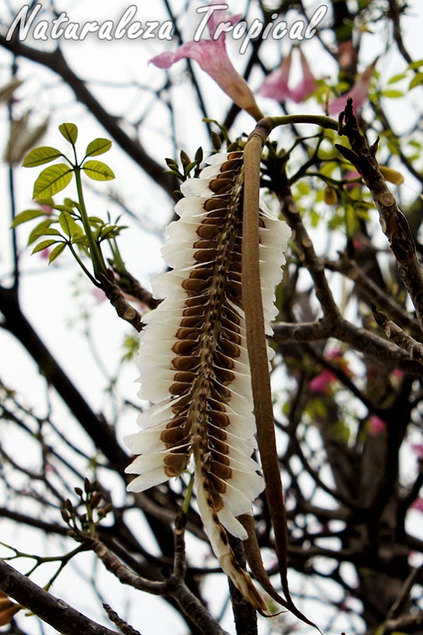 Semillas de un Árbol Primavera, Tabebuia sp
