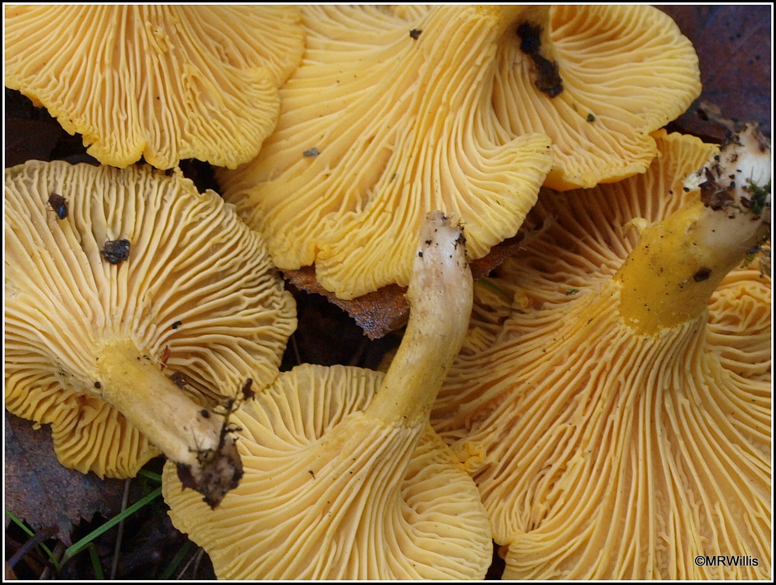 Mark s Veg Plot Top 10 Easy to identify Edible Mushrooms