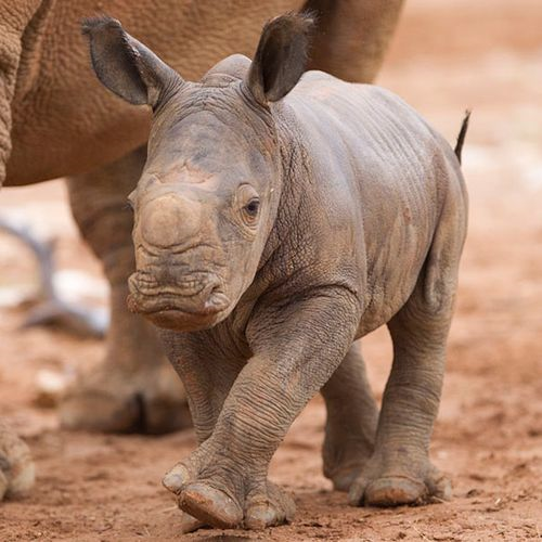 Baby Black Rhino calf walking with mom