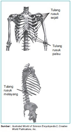 Tulang Rusuk dan Tulang Dada (Sternum)