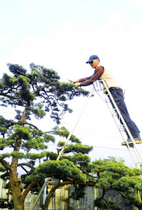 庭園樹修剪   服務電話    0929-970733