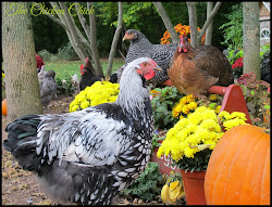 chicken flock focus friday featuring wyandotte chick giveaways laced silver