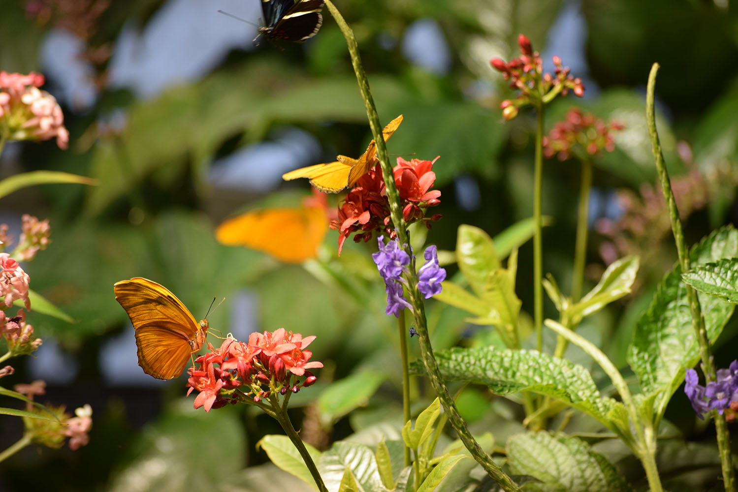 Jason's View from DC More Butterflies