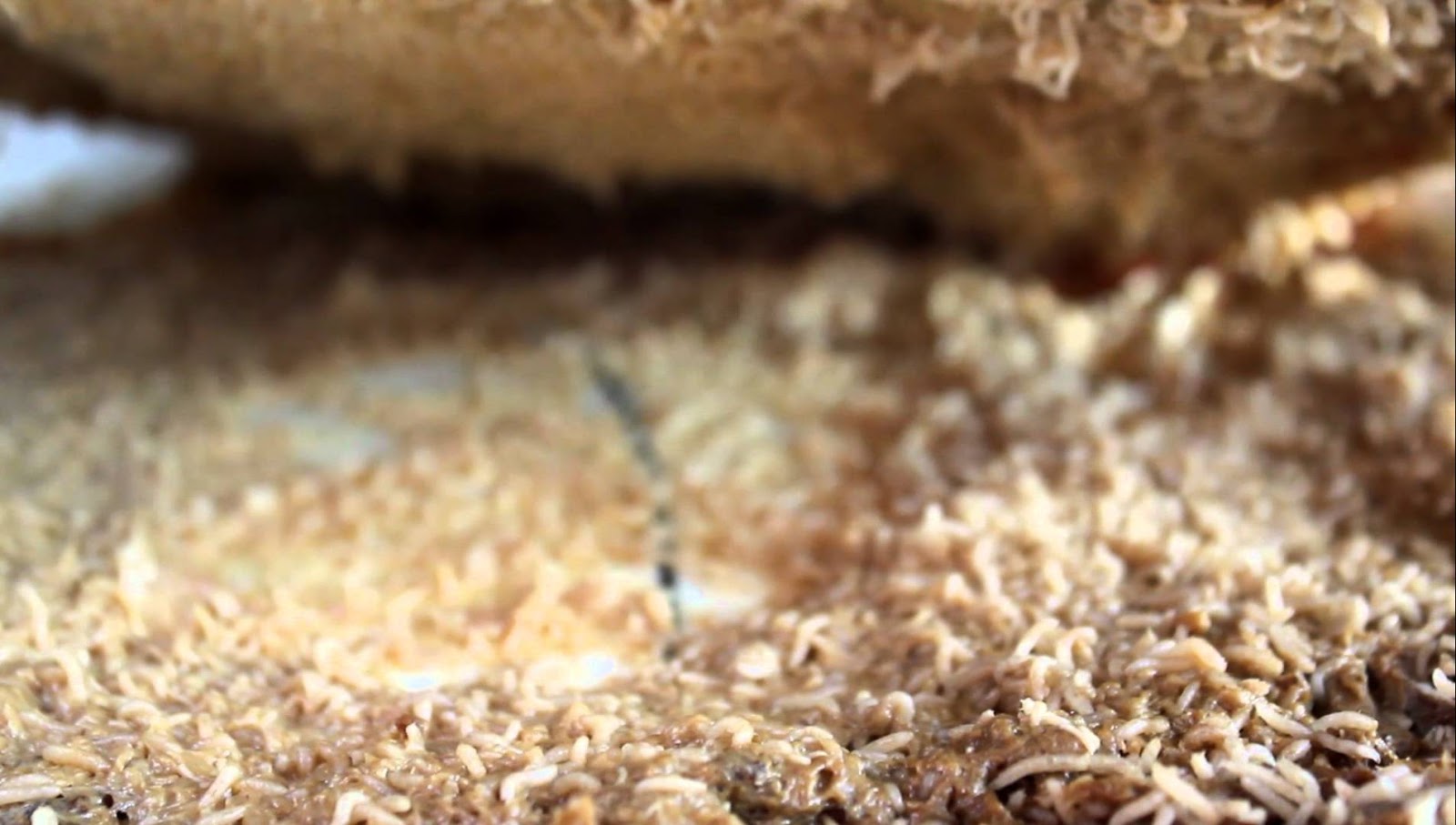 Illegal Cheese, Casu Marzu MyRokan