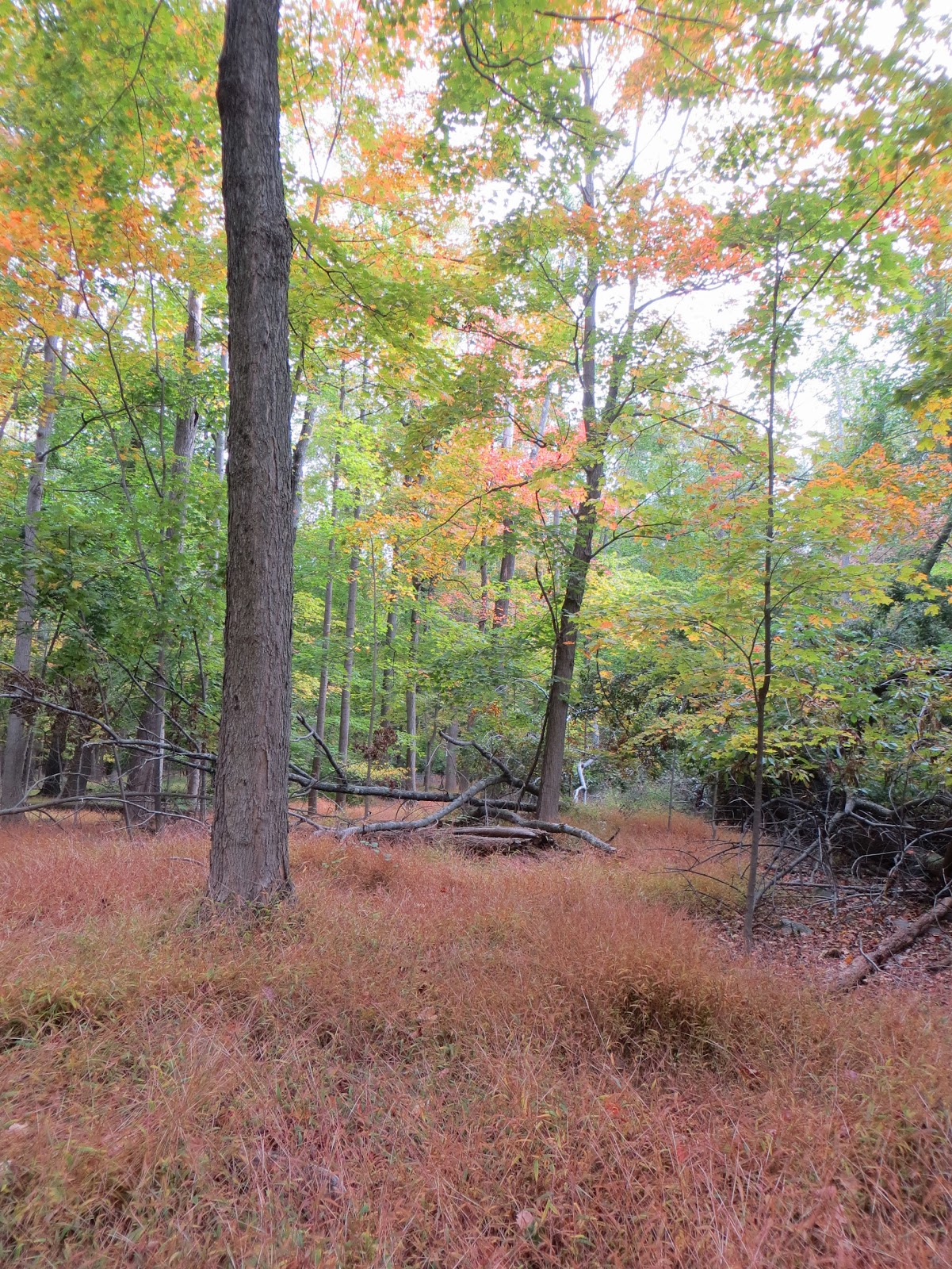 TM Gallery alpine scout camp trail