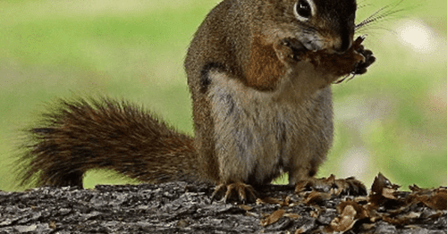 Angka Mimpi Bajing Versi Erek Erek 2D 3D 4D - Buku Mimpi