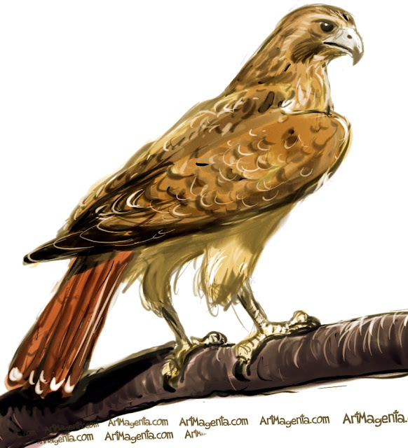 Redtailed Hawk sketch painting. Bird art drawing by illustrator Artmagenta